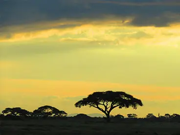 A tree in the middle of an open field at sunset.