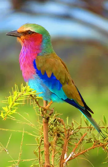 A colorful bird sitting on top of a tree branch.