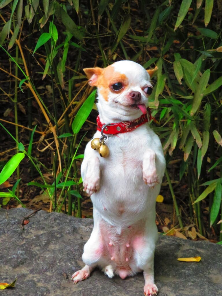 Puppy in Tokyo