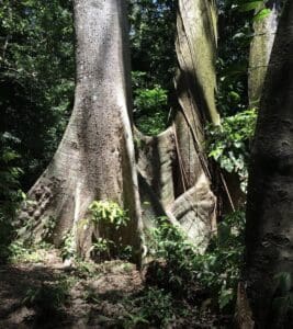 French Guiana (Stock Photo)