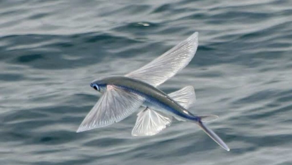 Atlantic Flyingfish